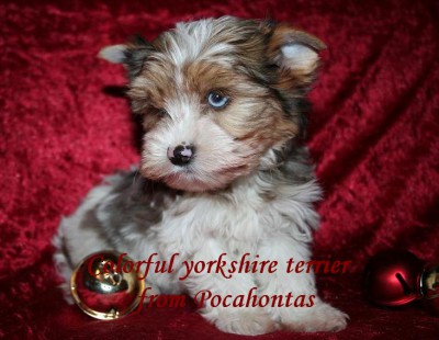Dog Blue Merle Yorkie For Sale Dog Merle Yorkie Puppies For Sale